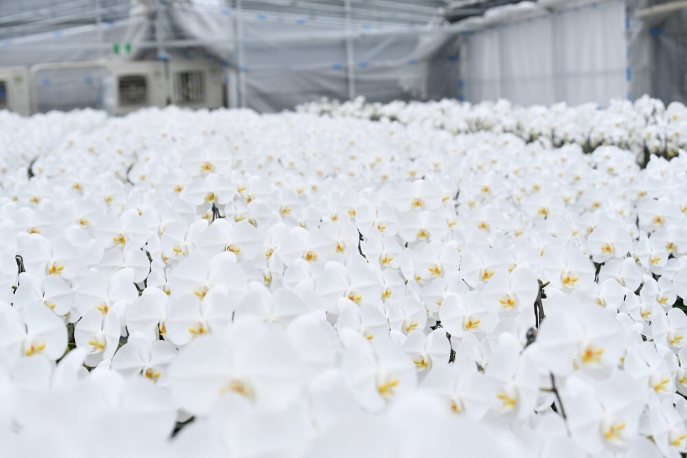 胡蝶蘭ギフト作りのスタッフ募集 イメージ1