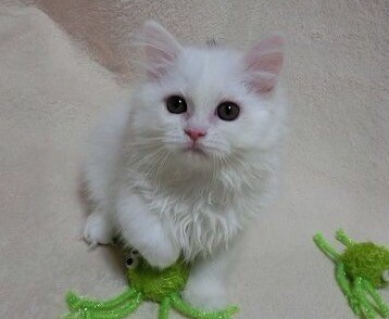 【土日祝のみ！】&nbsp;ワンちゃん猫ちゃんのフードをサンプリング！ イメージ2